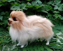 about 23 x 20CM simulation Pomeranian dog toy lifelike fur dog model decoration gift t149 2024 - buy cheap