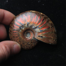 Spiral Ammolite Natural Ammonite Fossil Pure Natural Handicraft Pieces Played On Palms Nice Gift For Stone Collection 2.6-3.5cm 2024 - buy cheap