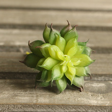 Planta de Cactus carnosa artificial, bonsái de Palma de tacto real, paisaje local, flor decorativa para decoración de talbe 2024 - compra barato