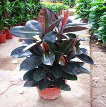 50pcs Rubber tree  seeds  indoor and outdoor home garden bonsai tree plant easy growing  budding rate 95% 2024 - compre barato