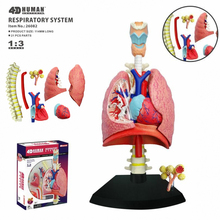 Brinquedo de inteligência pulmonar 4d, montagem de órgão humano, modelo de anatomia, ensino de medicina, aparelhos de ciências populares, diy 2024 - compre barato