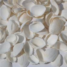 Natural Conch Clam Shell Aquarium Decoration Sea Sand Bottom Bird Tail Clam Seashells Home Decoration 2024 - buy cheap