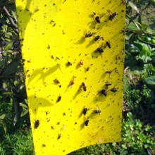 Домашние сильные мухи ловушки жуки липкая доска ловить афид насекомых пестицид уличная ловушка муха для Aphids грибка лист 2024 - купить недорого