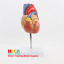 Humano 1:1 corazón grande Natural, órganos humanos, modelo de anatomía cardíaca con ultrasonido en modo B, enseñanza médica MXZ001 2024 - compra barato