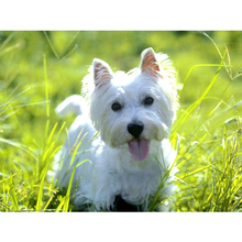 Completo quadrado/redondo strass faça você mesmo pintura de diamante "west highland white terrier" artesanato feito a mão bordado mosaico de diamante decoração de casa 854 2024 - compre barato