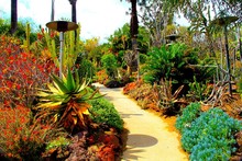 Cactos botânico san marino califórnia natureza jardim paisagem tecido de seda poster impressão decoração para casa B0721-25 2024 - compre barato