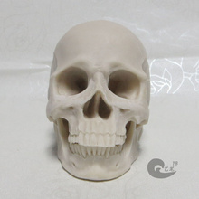 1: 2 white resin skull model drawing skull of a human musculoskeletal anatomy Arts skull model 2024 - buy cheap