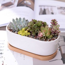 1 Set Minimalist White Ceramic Succulent Plant Pot Porcelain Planter Decorative Desktop Flower Pot Nordic Home Decor Gift 2024 - buy cheap