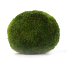 1 pçs diâmetro 3-4cm realmente vivendo verde algal lâmpada pequena bola aquário camarão peixes tanque paisagem em primeiro plano grama decoração 2024 - compre barato