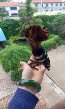 simulation Hoopoe bird about 15x15cm toy lifelike bird model,prop,home decoration gift t291 2024 - buy cheap