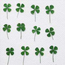120pcs Pressed Dried Clover Leaf Dry Plants For Epoxy Resin Pendant Necklace Jewelry Making Craft DIY Accessories 2024 - buy cheap