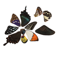100 шт. настоящие крылья бабочки случайный подарок DIY Ювелирные изделия Искусство Ручная работа 2024 - купить недорого