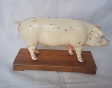 Porco anatomia modelo porco acupuntura anatomia animal modelo de ensino 24 24*13*7.5cm frete grátis 2024 - compre barato
