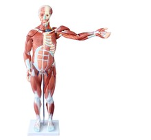 Модель человеческой мускулы 80 см (27 частей) с внутренними органы взрослая анатомическая модель висцерала, анатомия тела мышц и вискозы 2024 - купить недорого