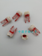 Dental materials Isolated tooth Three root canal Red root canal with Medullary cavity Dental model 3pcs free shipping 2024 - buy cheap