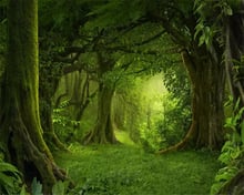 Beibehang Custom wallpaper mysterious forest big tree lawn nature landscape mural living room bedroom TV background 3d wallpaper 2024 - buy cheap