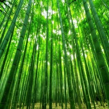 Papel Tapiz 3d de madera verde Para decoración de paredes, Mural de Papel Tapiz Para Pared Moderno, con diseño de bosque de bambú atmosférico, envío directo 2024 - compra barato