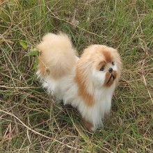 simulation Pekingese dog toy cute lifelike dog doll gift about 20x17cm 2024 - buy cheap