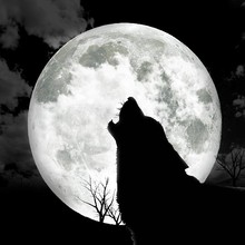 Póster de lobo Luna, pegatina de tela impresa de seda para pared, decoración de pared, impresión personalizada, venta al por mayor 2024 - compra barato