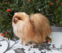 new simulation dog toy polyethylene & furs natural colour Pomeranian doll gift about 23x20.5x9cm 1185 2024 - buy cheap