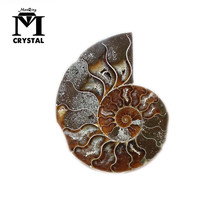 A pair of Natural Ammonite Fossil Specimen Shell conch Nautilus Pompiplius Ocean jasper Fish Tank Stones Healing about 30mm 2024 - buy cheap