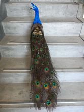 foam&feathers vivid bird beautiful feathers peacock large 120cm pastoral handicraft,garden, party decoration gift b1558 2024 - buy cheap