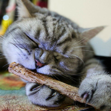10/15/20Pcs Natural Catnip Pet Cat Molar Toothpaste Stick Matatabi Actinidia Fruit Silvervine Cat Snacks Sticks Pet Cleaning Tee 2024 - buy cheap