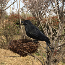 small cute black simulation crow toy plastic & furs crow and nest model doll gift about 16cm 1709 2024 - buy cheap