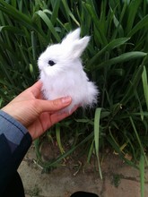 simulation rabbit toy lifelike 12x8cm white rabbit model ,home decoration gift t266 2024 - buy cheap
