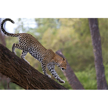 Leopardo en el árbol cuadro costura diy diamante pintura moda hogar Decoración Cruz puntada pintura cuadrada taladro A6768R 2024 - compra barato