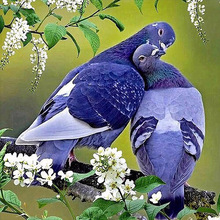 NEW diamond embroidery full "Kissing Birds" 5d diy diamond painting Cross stitch Resin Diamond mosaic Needlework 2024 - buy cheap