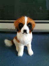 13x11cm simulation squatting Saint Bernard dog fur model home decoration gift h1356 2024 - buy cheap