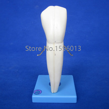 Lower Canine model, teeth model,dental model 2024 - buy cheap