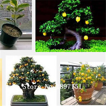 50 pieces/bag Lemon Tree Seeds High survival Rate bonsai Fruit Seeds For Home Gatden balcony Bonsai 2024 - купить недорого