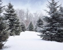 Family Tree Adult Winter Snow backgrounds  High quality Computer print children kids backdrops 2024 - buy cheap