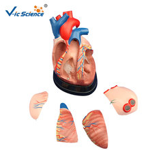 Advanced PVC New Style Middle Heart Anatomical Plastic Human Anatomy Heart Model for Students Teaching 2024 - buy cheap