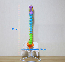 Esqueleto de coluna humana 80/85cm, modelo ortopédico de coluna vertebral lombar adulto, coluna cervical, modelo de ensino 2024 - compre barato