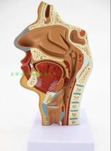 Modelo de cavidad Nasal, cavidad oral, laringe y faringe, modelo de sección maxilar, modelo de anatomía de ortodoncia humana, modelo médico antómico 2024 - compra barato