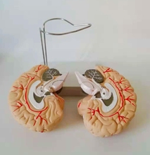 Modelo de anatomia do cérebro, haste do cérebro, bruxo, vínculo estrutural, instrumento de ensino de medicina 2024 - compre barato