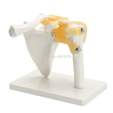 Life Size Anatomical Functional Human Shoulder Joint Teaching Flexible Model 19x17x11cm 2024 - buy cheap