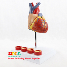 Grand Deluxe-cinturón cardíaco Natural 1:1, de 4 etapas modelo de anatomía Vascular, enseñanza de medicina Cardiovascular, MXZ002 2024 - compra barato