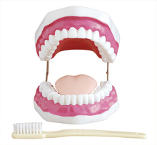 Modelo de cuidados dentários orais, modelo de dentes, modelo de cuidados com os dentes (ampliação 5x) 2024 - compre barato