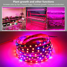 5M 60LEDS/M 12V Plant Grow LED Strip light 5050 SMD 3:1 4:1 5:1 Red:Blue Growth Fita Doide Tape Lamp for Greenhouse Hydroponic 2024 - buy cheap