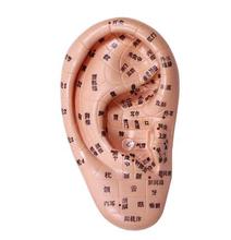 A modelo de acupuntura auricular de 13cm, modelo de zona de reflexo do ouvido, modelo de acupuntura 2024 - compre barato