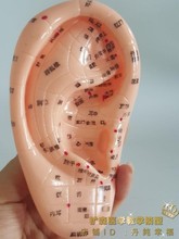 Modelo de acupuntura de oreja meridiana, modelo de oreja, envío gratis 2024 - compra barato