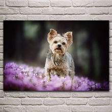 Figura de animal yorkshire terrier, póster de tela en la pared, arte para el hogar, decoración para sala de estar, KH772 2024 - compra barato