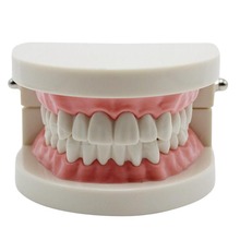 1 peça-modelo de dentes dentais padrão goma clara modelo dental 28 peças 2024 - compre barato