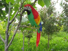 Papagaio de 45cm com penas verdes e vermelhas, papagaio grande, decoração de jardim, adereços para fotos h1001 2024 - compre barato