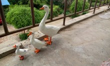 simulation white goose toy lifelike&feathers goose model home decoration gift t260 2024 - buy cheap