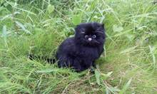 black simulation cat polyethylene & fur cute cat model gift about 27x19cm182 2024 - buy cheap